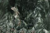 Polished Seraphinite Slab - Siberia #183503-1